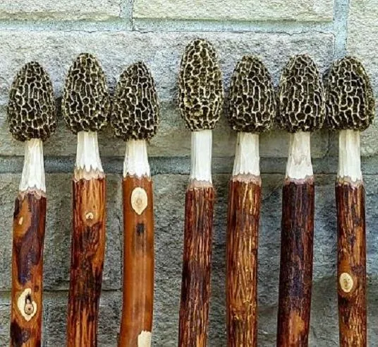 Morel Mushroom Hickory Hiking Stick
