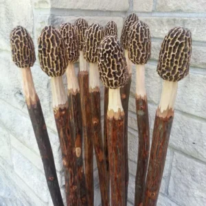 Morel Mushroom Hand Carved Hickory Hiking Stick One of a Kind
