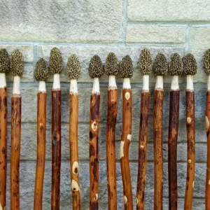 Morel Mushroom Hunters Package Tier 2