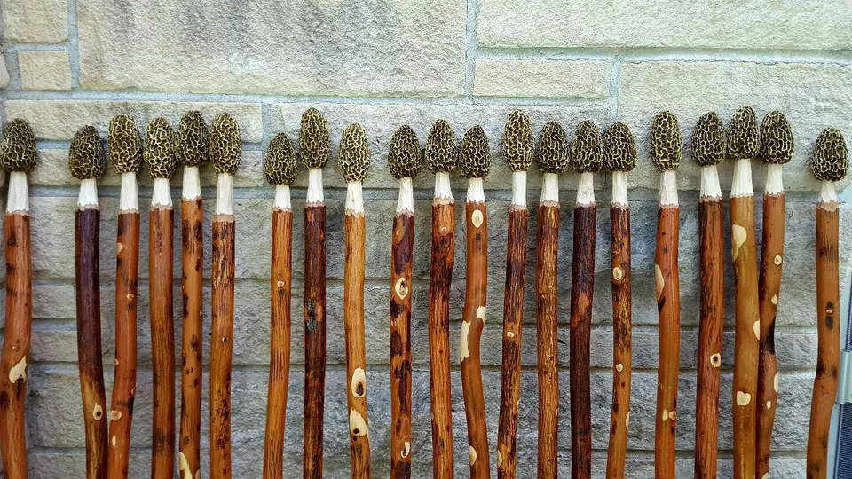 Morel Mushroom Hunters Package Tier 2