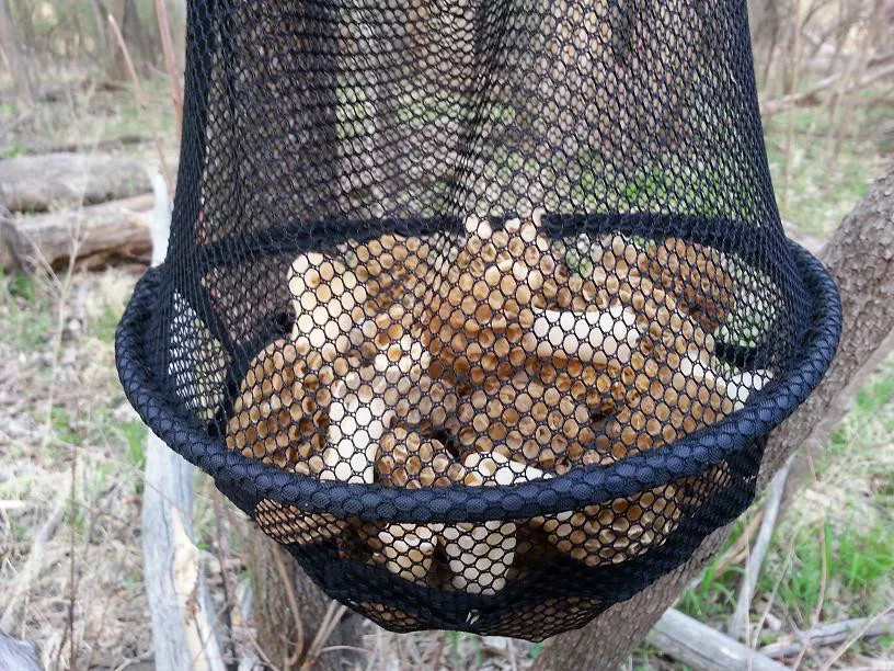 Morel Mushroom Bag Mor Expandable Bucket Deluxe Mesh Bag