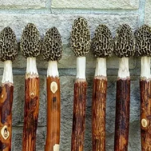 Morel Hickory Hiking Sticks Family Lot of 3